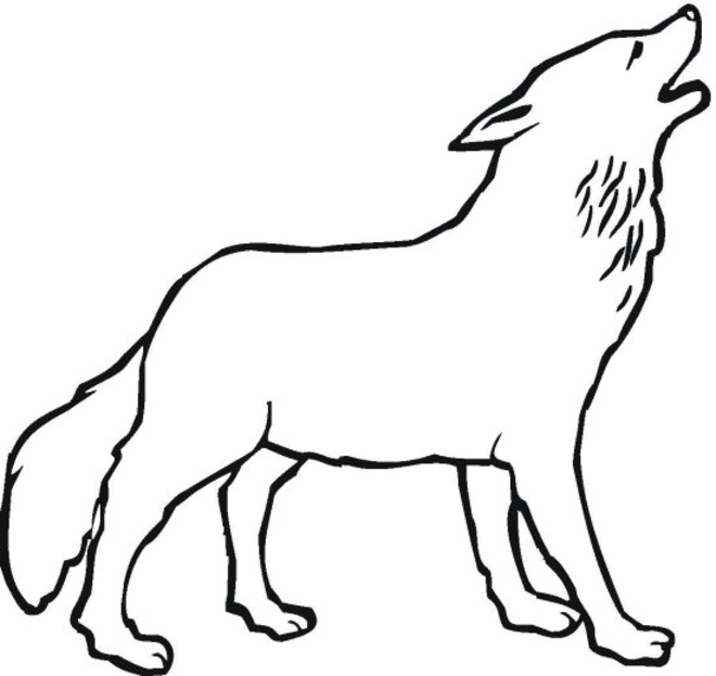 Coloriage loup gris