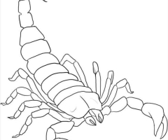 Coloriage scorpion